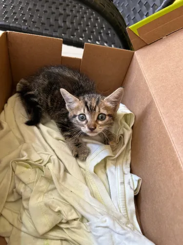 Doação de gatinho macho