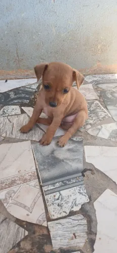 Vendo um filhote de cachorro pinscher