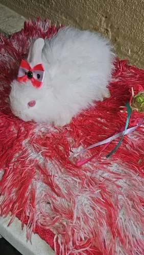 Mini coelho anão pra venda 