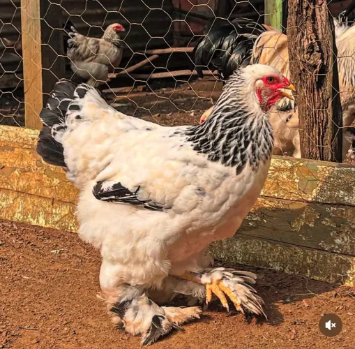 Vende Galinha Brahma