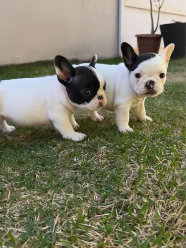 Fêmea bulldog francês c/ pedigree