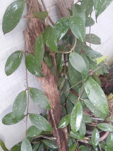 Planta enraizada ( flor de cêra)