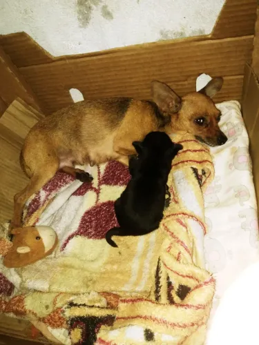 PINSCHER  COM SALSICHINHA FEMÊAS 