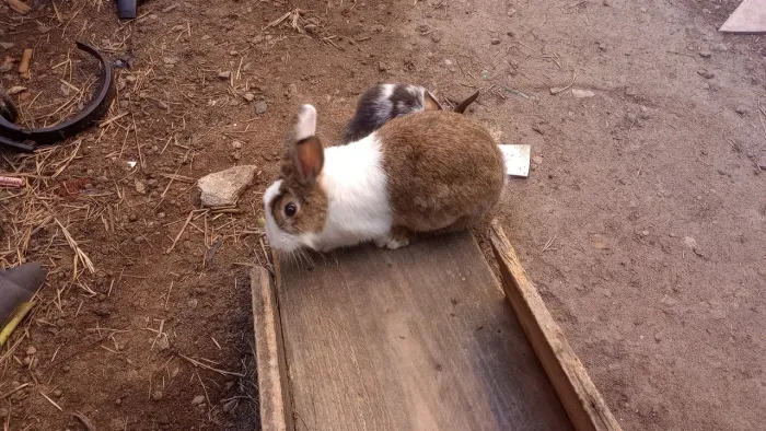 Vende-se coelhos adultos.