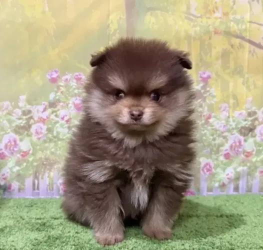 Cachorro filhote spitz alemão/lulu da pomerânia saudável ativo