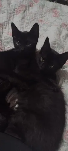 Doação de Lindos gatinhos filhotes