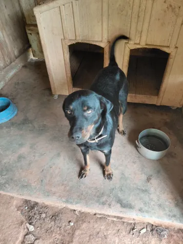 Vendo  uma linda fêmea rotiwailler 11 messes  com todas vacinas, é bem  ativa esperta corr