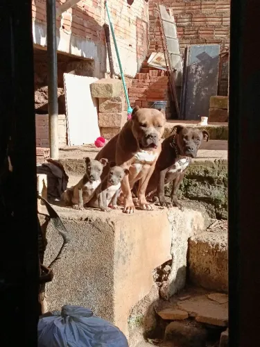 Filhote de Pitbull Cinza