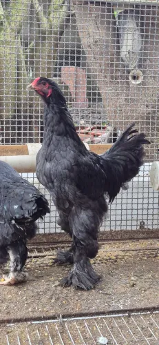 Galo Brahma Black