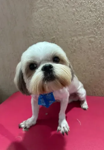Shih tzu macho
