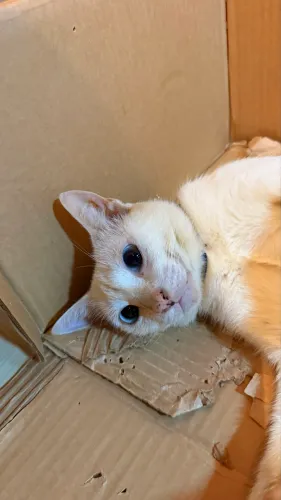 Gatinha carinhosa pra adoção 