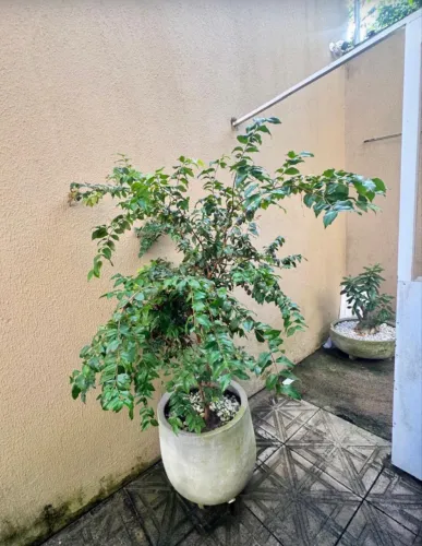 Plantas/ Jardingem e paisagismo 