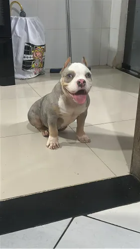 American bully pocket 
