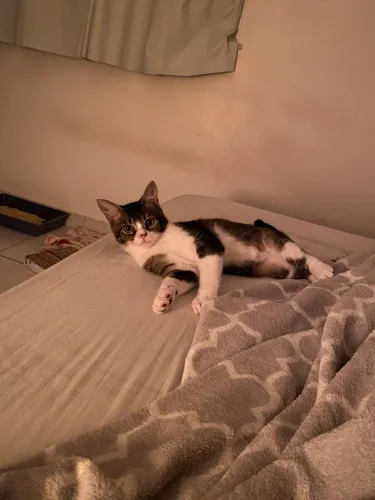ADOÇÃO URGENTE - GATO FILHOTE