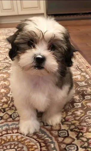 Filhotes Lindos para um Lar Especial Lhasa Apso