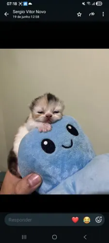 Vendo casal de persa.