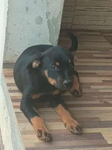 cachorro