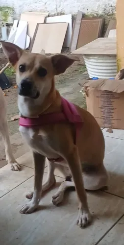 ADOÇÃO