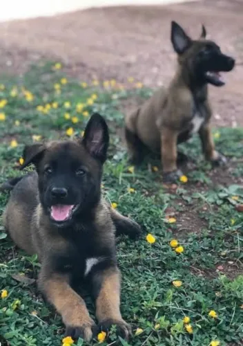 Pastor Belga Malinois Padrão FCI