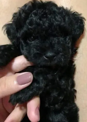 Poodle pretinhos