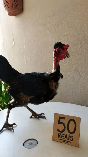 Galinha caipira