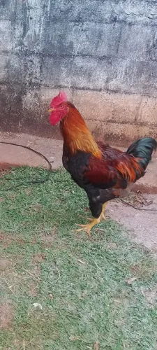 GALO GSB NOVO