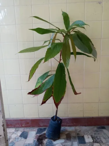 Cupuaçuzeiro (cupuaçu) - vendo mudas 70 a 90 cm