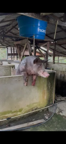Porco reprodutor DUROC