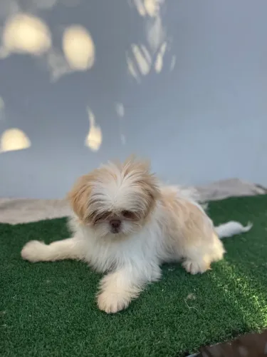 Shihtzu fêmea fígado