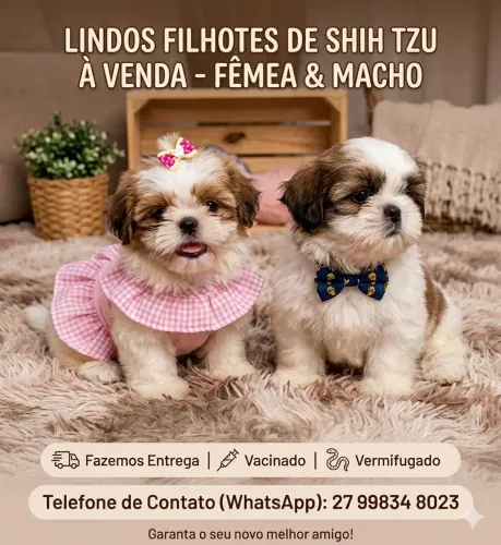 Shitzu fêmea