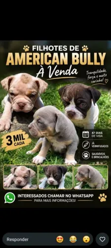 AMERICAN BULLY POCKET ? ÚLTIMAS UNIDADES