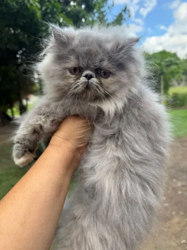 Persa - Machinho?