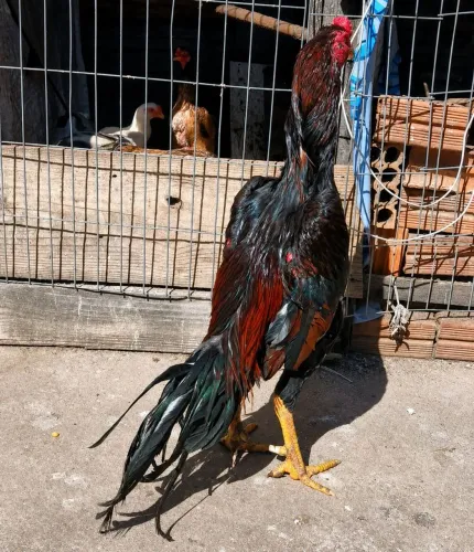 Galo índio