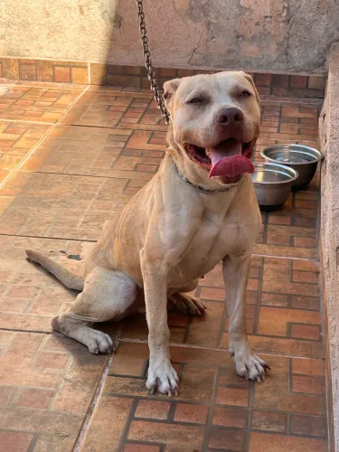 FILHOTE PITBULL FÊMEA DOAÇÃO RESPONSÁVEL
