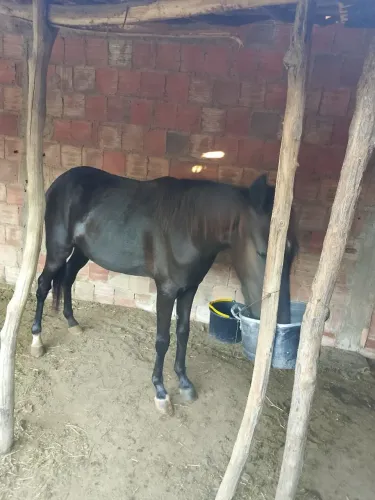 Poutro mangalarga marchador, puro só não tem documento