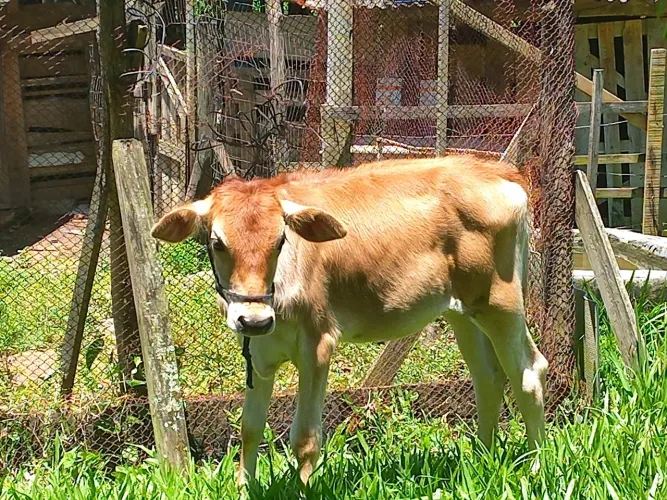 Minha mãe quer vender