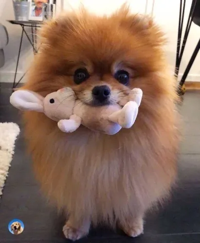 Filhotes De Spitz Alemão - O Amigo Perfeito Para Sua Vida Já Está Pronto