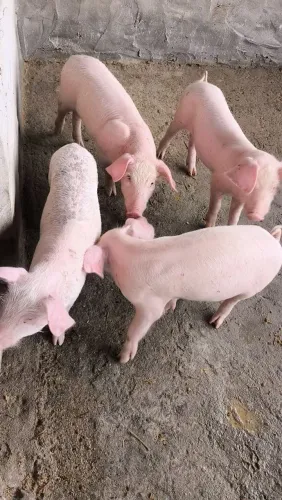 Porcos de qualidade 