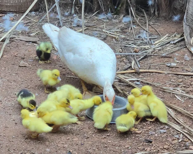 ? FILHOTES DE PATA LINDOS E SAUDÁVEIS ?