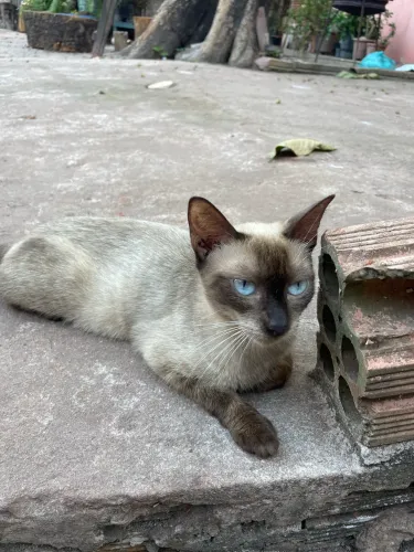 Gatinha pra adoção