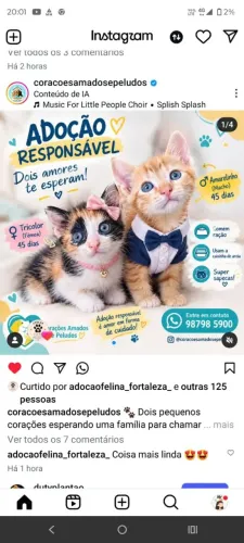 Lindos gatinhos para adoção 