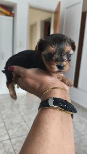 Fêmea micro perfeita!!