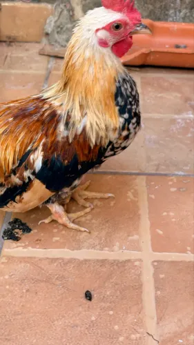 Galo suro
