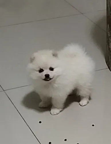 Lulu da pomerania "ursinho"