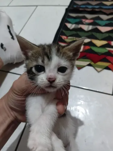 Gatos