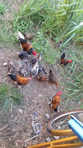 Criação de galinhas Garnizé