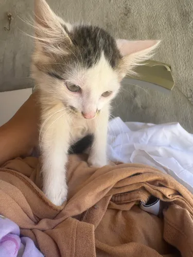Doação de gatinhos 