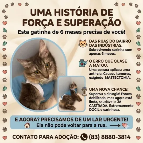 Gatinha filhote castrada para adoção