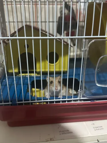 Hamster