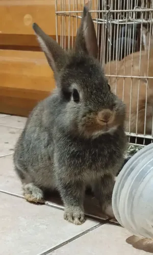Vendo Filhotes De Coelhos